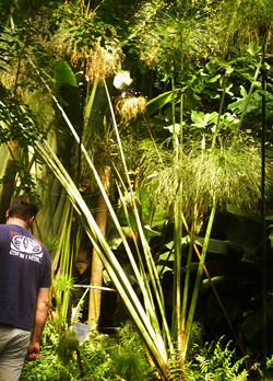papyrus plants at the eden project