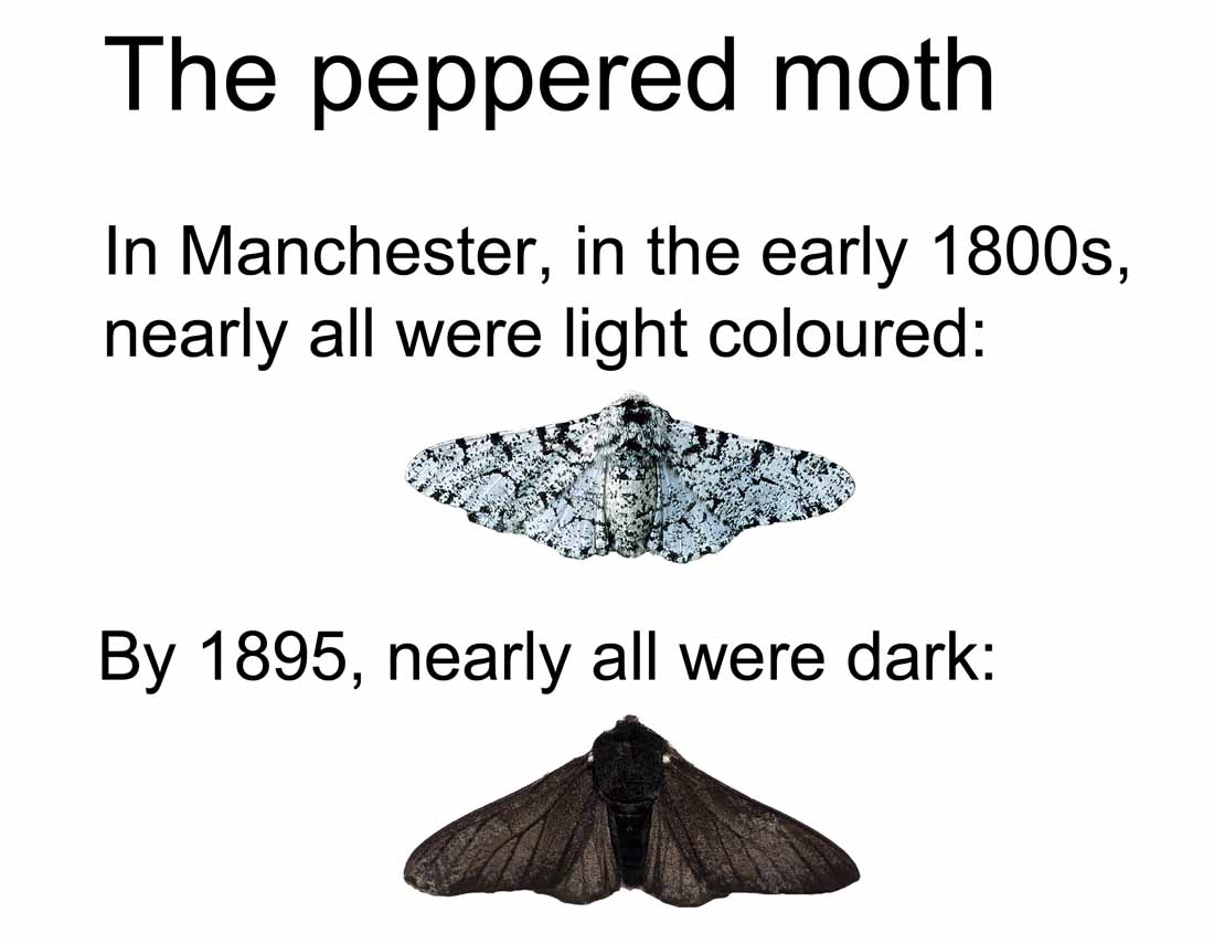 Peppered Moths Evolution Diagram