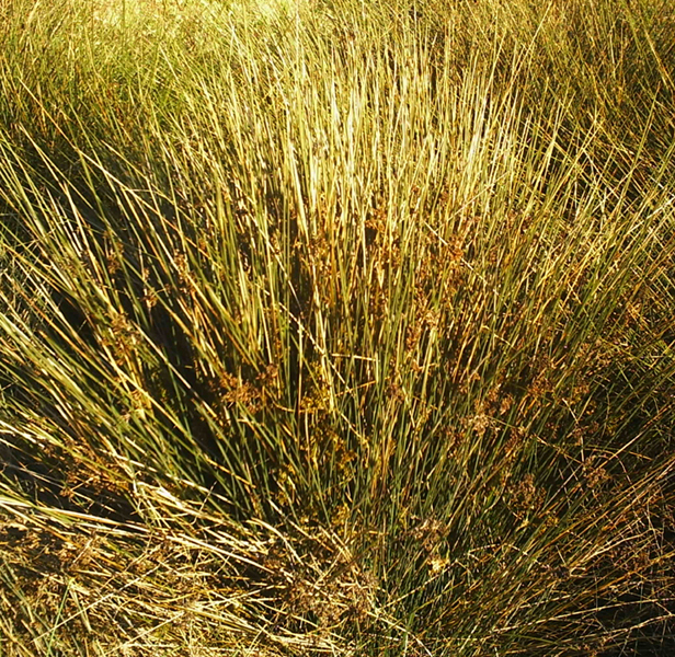 papyrus tree egypt